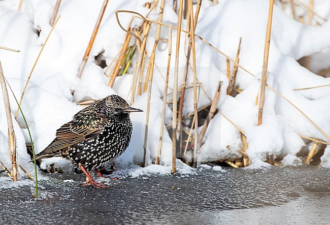 Wintering Common starling (Sturnus vulgaris) at Katwijk, Netherlands. Standing on edge of a frozen urban lake. stock-image by Agami/Marc Guyt,