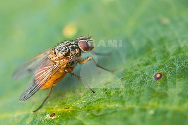 Phaonia subventa, Germany (Baden-Württemberg), imago stock-image by Agami/Ralph Martin,