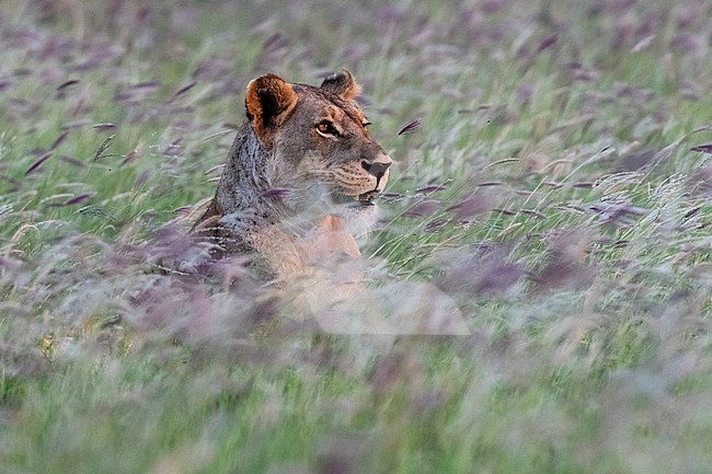 Portrait of a lioness, Panthera leo, in a field of purple grass. Voi, Tsavo, Kenya stock-image by Agami/Sergio Pitamitz,