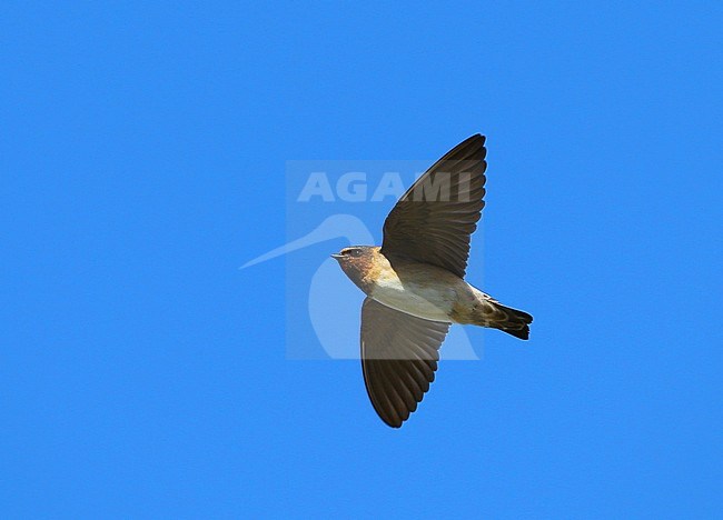 First-winter Cliff Swallow, taken on 04/10/2012 at Ouessant island, France. A very rare vagrant to European mainland. stock-image by Agami/Aurélien Audevard,