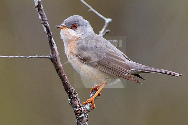 Mannetje Moltoni\'s Baardgrasmus; Male Moltoni\'s Subalpine Warbler stock-image by Agami/Daniele Occhiato,
