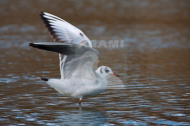 Kokmeeuw onvolwassen opvliegend; Black-headed Gull juvenile flying up stock-image by Agami/Daniele Occhiato,