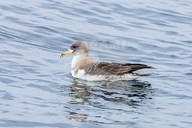  stock-image by Agami/Menno van Duijn,