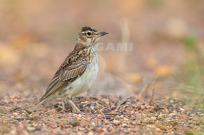 Large-billed Lark (Galerida magnirostris), sied view of a juvenile standing on the ground, Western Cape, South Africa stock-image by Agami/Saverio Gatto,