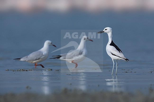 Adult Crab-Plover
(Dromas ardeola) sitting on the Sulaibikhat Bay, Kuwait. stock-image by Agami/Vincent Legrand,