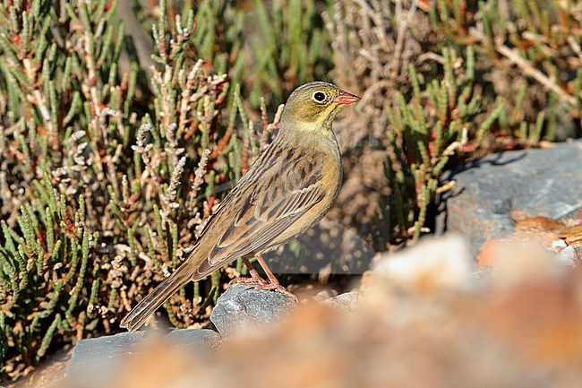 Adult Ortolan Bunting (Emberiza hortulana) at Hyeres in France. Standing on the ground. stock-image by Agami/Aurélien Audevard,