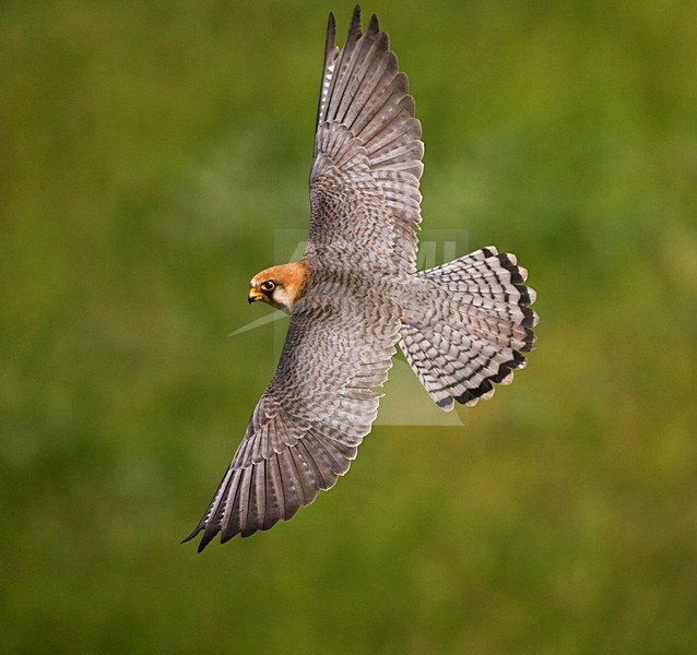 Roodpootvalk, Red-footed Falcon, Falco vespertinus stock-image by Agami/Marc Guyt,