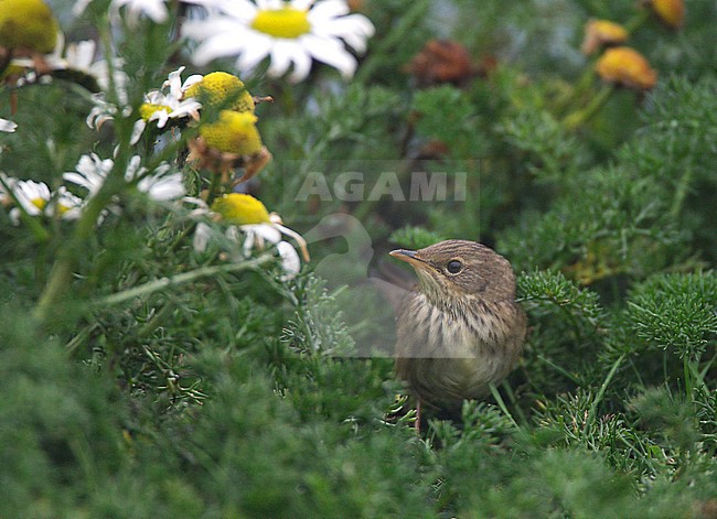 First-winter Lanceolated Warbler (Locustella lanceolata) on the Shetland Islands. stock-image by Agami/Hugh Harrop,