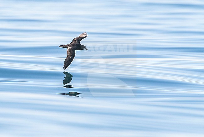 Grey-faced Petrel (Pterodroma gouldi) in flight at the pacific ocean off Kaikoura, South Island, New Zealand. stock-image by Agami/Marc Guyt,