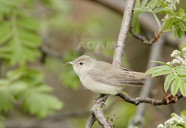 Garden Warbler perched on a branch stock-image by Agami/Markus Varesvuo,