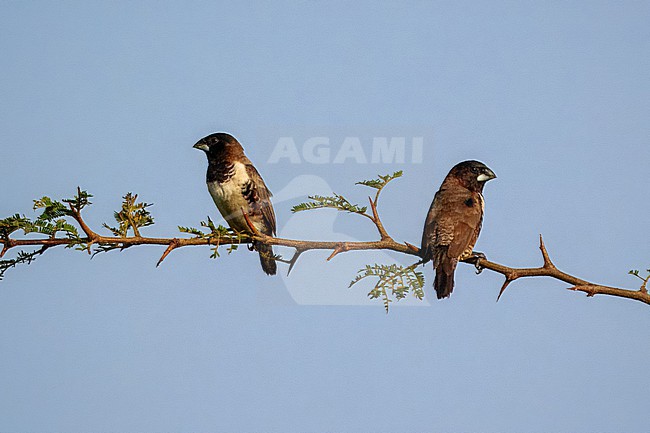 Bronze Mannikin, Spermestes cucullatus. Pair perched on a branch. stock-image by Agami/Hans Germeraad,