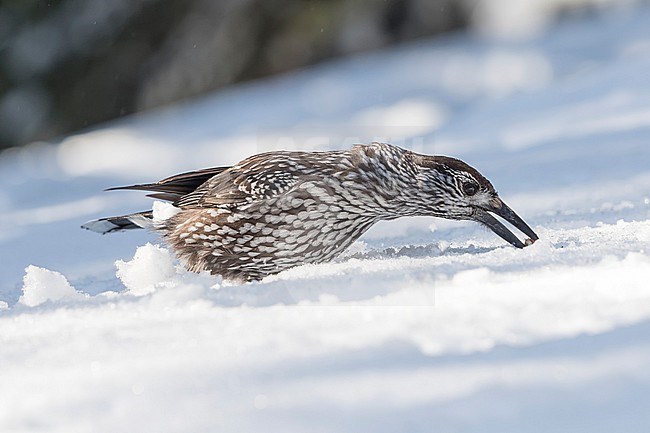 Spotted Nutcracker (Nucifraga caryocatactes) sitting in the snwo in  alpin forest of Switzerland. stock-image by Agami/Marcel Burkhardt,
