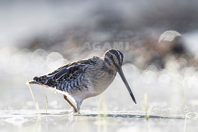 Common Snipe, Gallinago gallinago, in Italy. stock-image by Agami/Daniele Occhiato,
