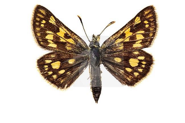 Chequered Skipper, Carterocephalus palaemon stock-image by Agami/Wil Leurs,
