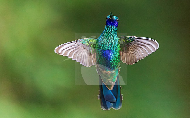 Sparkling Violetear (Colibri coruscans) stock-image by Agami/Lennart Verheuvel,