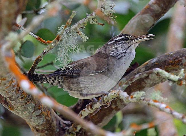 Niceforo's Wren (Thryophilus nicefori) at ProAves Cerulean Warbler Reserve, San Vicente de Chucuri, Santander, Colombia. IUCN Status Critically Endangered. stock-image by Agami/Tom Friedel,