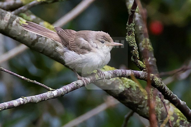 First-winter Upcher's Warbler (Hippolais languida) in the Netherlands. Rare vagrant from the Middle Eastern region. First record for Holland. stock-image by Agami/Jaap Denee,