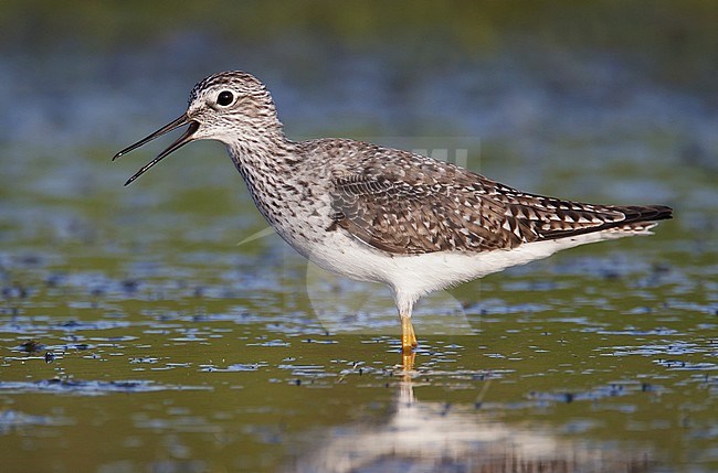 Roepende Kleine Geelpootruiter, Calling Lesser Yellowlegs stock-image by Agami/Brian E Small,