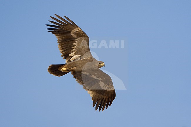  stock-image by Agami/Daniele Occhiato,