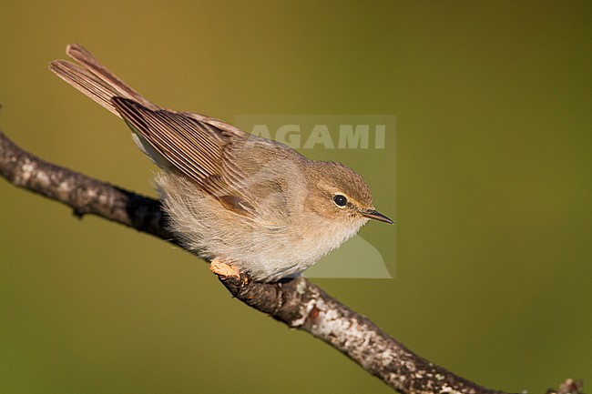 Siberian Chiffchaff - Taigazilpzalp - Phylloscopus (collybita) tristis, Kazakhstan stock-image by Agami/Ralph Martin,