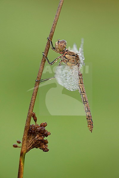 steenrode heidelibel; Vagrant darter; stock-image by Agami/Walter Soestbergen,