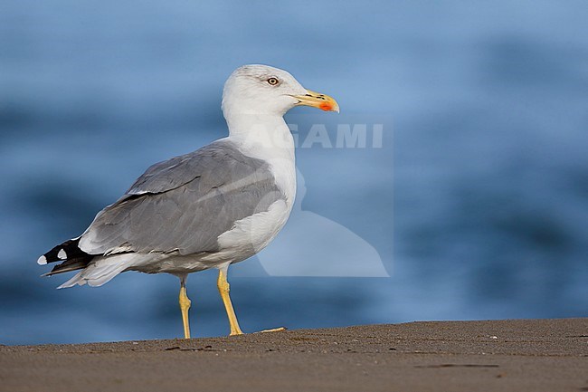 Yellow-legged Gull, adult standing on a beach, Campania, Italy (Larus michahellis) stock-image by Agami/Saverio Gatto,