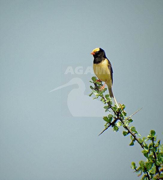 Male Straw-tailed Whydah (Vidua fischeri) in western Kenya. stock-image by Agami/Pete Morris,