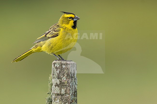 Yellow Cardinal (Gubernatrix cristata) Perched on top of a post in Argentina stock-image by Agami/Dubi Shapiro,