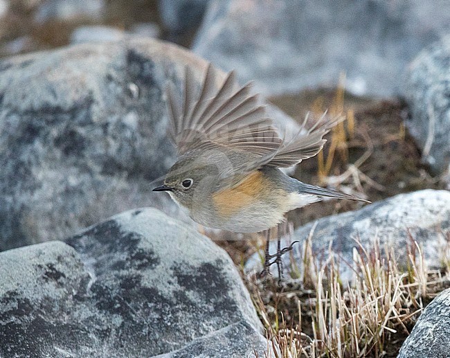 Red-flanked Bluetail (Tarsiger cyanurus) in flight during autumn in Finland. stock-image by Agami/Arto Juvonen,