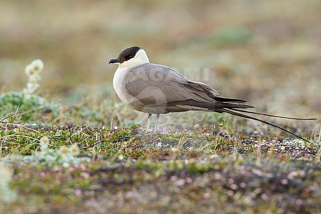 Long-tailed Jaeger (Stercorarius longicaudus) perched on the tundra in Nome, Alaska. stock-image by Agami/Glenn Bartley,