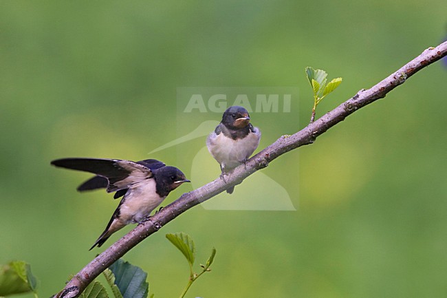 Young Barn Swallows; Jonge Boerenzwaluwen stock-image by Agami/Arie Ouwerkerk,