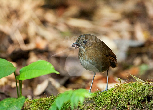 Caldasmierpitta staand op bosbodem; Brown-banded Antpitta standing on the forest floor stock-image by Agami/Marc Guyt,