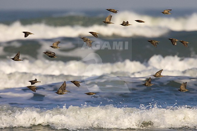 Spreeuw trekkend over zee; Common Starling migrating over sea stock-image by Agami/Arie Ouwerkerk,