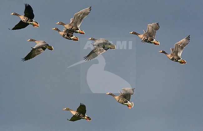 Flock of Greenland Greater White-fronted Geese (Anser albifrons flavirostris) during autumn migration on Iceland. Taking off when disturbed. stock-image by Agami/Laurens Steijn,