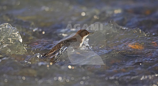White-throated Dipper swimming in river; Waterspreeuw zwemmend in rivier stock-image by Agami/Markus Varesvuo,