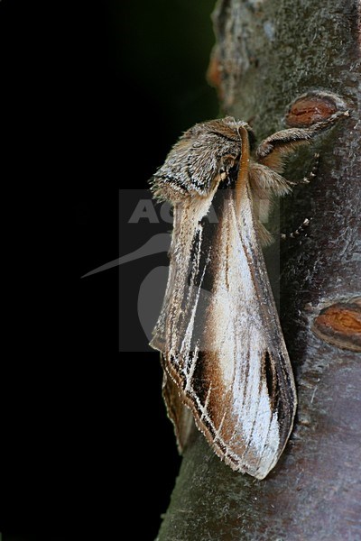 Swallow Prominent, Brandvlerkvlinder stock-image by Agami/Bas Haasnoot,