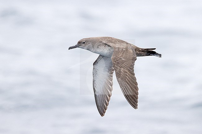 Balearic Shearwater (Puffinus mauretanicus) in flight, showing under and upper wing pattern in the mediterranean waters off Tarragona, Catalonia, Spain. stock-image by Agami/Rafael Armada,