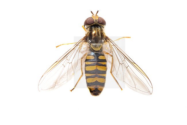 Marmalade hoverfly, Episyrphus balteatus stock-image by Agami/Wil Leurs,
