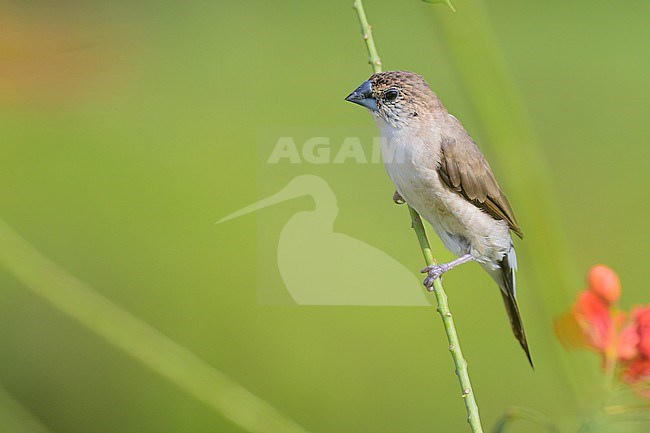 Indian Silverbill, Euodice malabarica, perched on a stem of vegetation. stock-image by Agami/Sylvain Reyt,