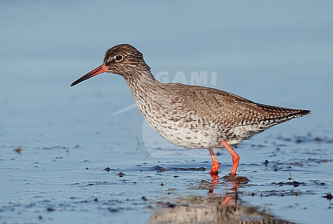 Redshank (Tringa totanus) UtÃ¶ Finland May 2012 stock-image by Agami/Markus Varesvuo,