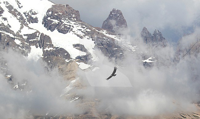Andean Condor (Vultur gryphus) in flight with snow capped Andean mountain peaks in the background, surrounded by clouds. stock-image by Agami/Dani Lopez-Velasco,