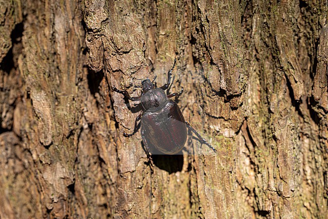 female hermit beetle or Russian leather beetle (Osmoderma eremita) is a xylobiontic beetle living and is threatened by modern intensive forestry, found in Lower Saxony in Germany stock-image by Agami/Mathias Putze,