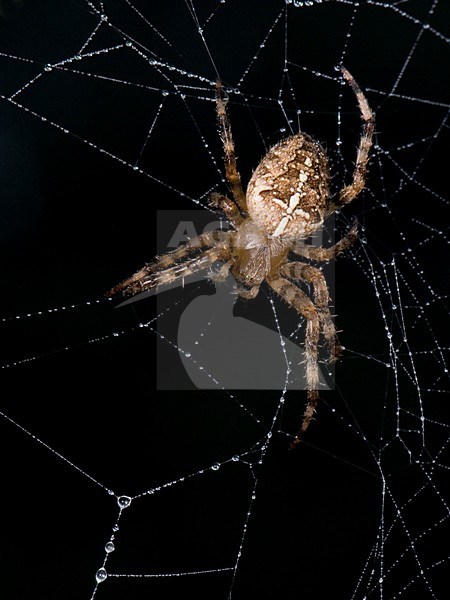 Kruisspin, Garden Spider stock-image by Agami/Han Bouwmeester,