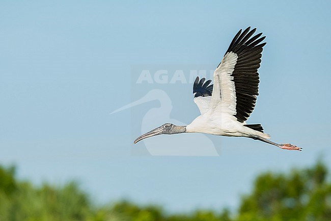 Wood Stork (Mycteria americana) in Palm Beach County, Florida, USA. stock-image by Agami/Brian E Small,