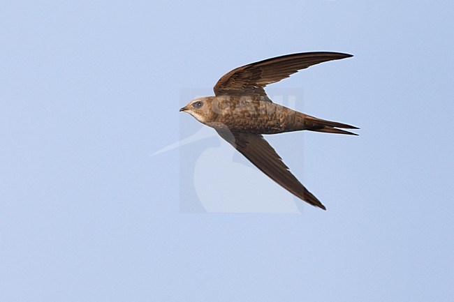 Vale Gierzwaluw in de vlucht; Pallid Swift in flight stock-image by Agami/Daniele Occhiato,