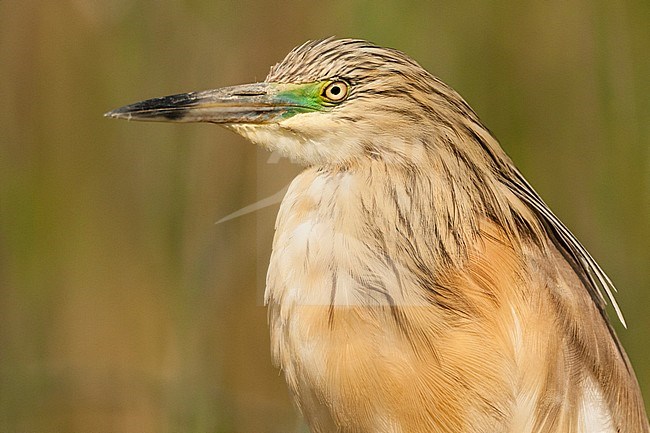 Ralreiger volwassen portret, Squacco Heron adult portrait stock-image by Agami/Marc Guyt,