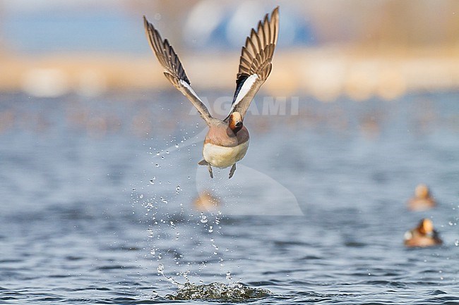 Smient, Eurasian Wigeon, Anas penelope wintering birds on lake during frost period stock-image by Agami/Menno van Duijn,