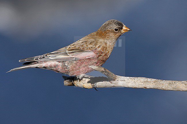 Adult male
Bernalillo Co., NM
December 2007 stock-image by Agami/Brian E Small,