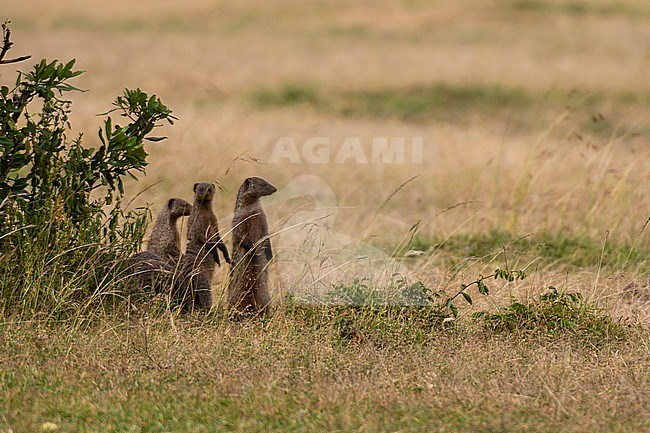 Banded mongooses, Mungos mungos, standing on their hind feet. Masai Mara National Reserve, Kenya, Africa. stock-image by Agami/Sergio Pitamitz,