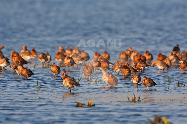 Groep Grutto's rustend op het Landje van Geijsel; Flock of Black-tailed Godwit resting in Dutch meadow stock-image by Agami/Marc Guyt,